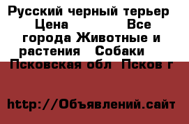 Русский черный терьер › Цена ­ 35 000 - Все города Животные и растения » Собаки   . Псковская обл.,Псков г.